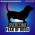 Overcome Fear of Dogs - Alpha